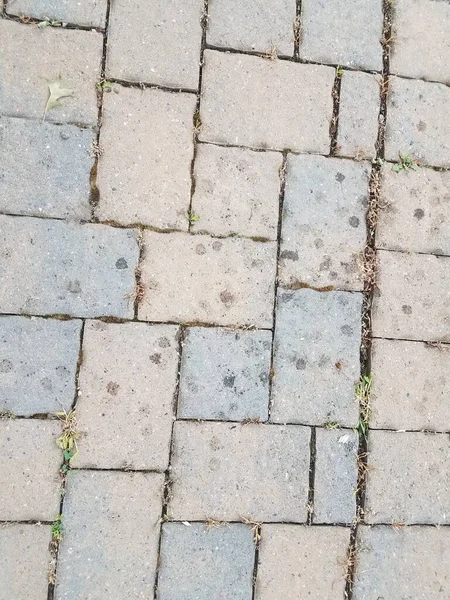 Rechthoek Stenen Tegel Pad Met Vogel Poep Vlekken — Stockfoto