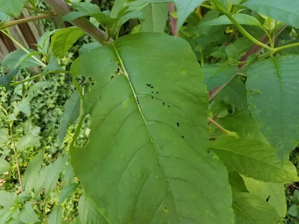 Daun Hijau Besar Dengan Kotoran Hewan Hitam Kecil — Stok Foto