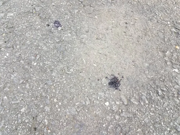 Some Goose Poop Splatter Black Asphalt — Stock Photo, Image
