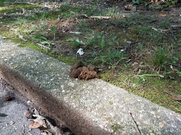 Een Stapel Hondenpoep Een Betonnen Stoep — Stockfoto