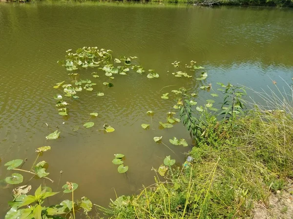 Grande Lagoa Com Muitas Plantas Uma Garrafa Plástico — Fotografia de Stock