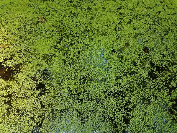 Wiele Małych Zielonych Roślin Liśćmi Wodzie — Zdjęcie stockowe
