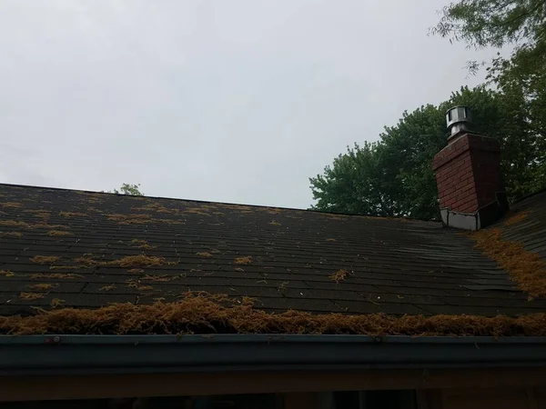 Tető Egy Ház Borított Sok Pollen — Stock Fotó