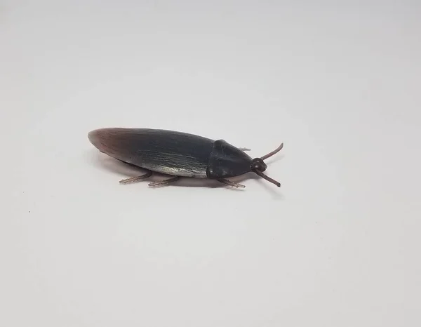 Insecto Cucaracha Plástico Sobre Fondo Blanco — Foto de Stock