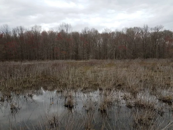 湿地や沼や湖の植物や水や木 — ストック写真