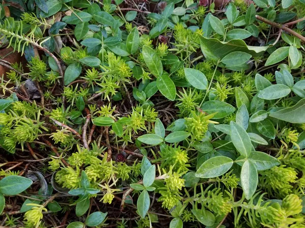 Verschillende Planten Met Groene Bladeren Groeien Samen Buiten — Stockfoto