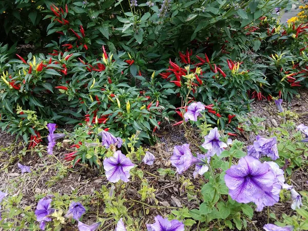Algunas Plantas Con Pimientos Rojos Flores Púrpuras — Foto de Stock