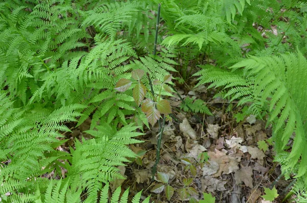 Ivy Zielone Rośliny Paproci Liśćmi Lesie Lub Lesie — Zdjęcie stockowe