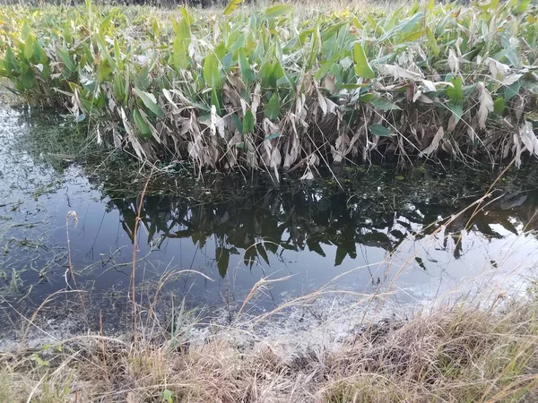 Planta Verde Gramíneas Com Pântano Lago Lagoa Água — Fotografia de Stock