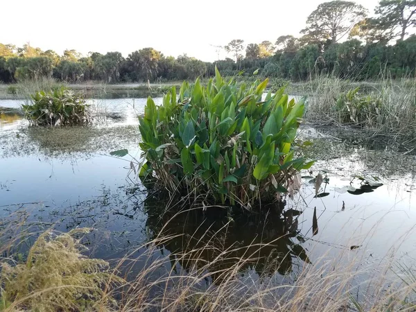 Planta Verde Hierbas Con Pantano Lago Agua Estanque —  Fotos de Stock