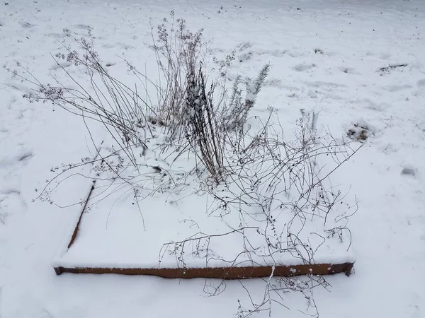 Kışın Beyaz Karla Kaplı Bir Bahçede Bitkiler — Stok fotoğraf
