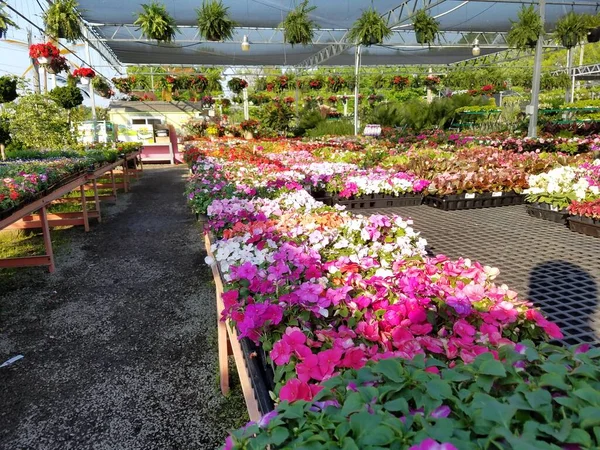 Muitas Flores Coloridas Plantas Mesas Viveiro Plantas — Fotografia de Stock