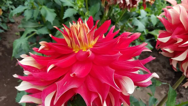 Dahlia Plant Yellow Red White Flowers Green Leaves — Stock Photo, Image