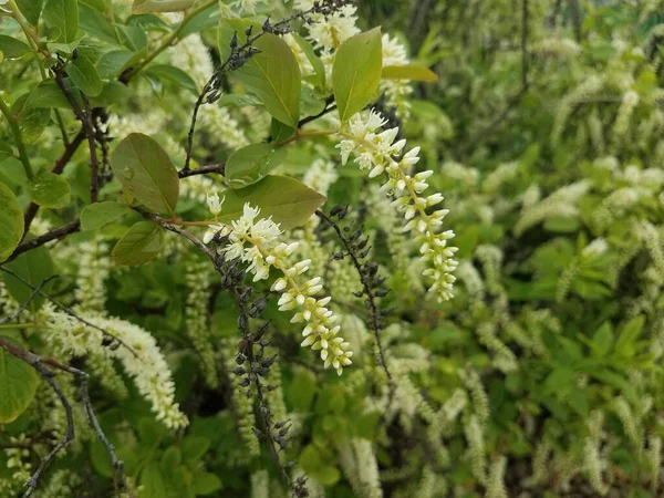 Planta Com Folhas Verdes Flores Brancas Florescendo — Fotografia de Stock