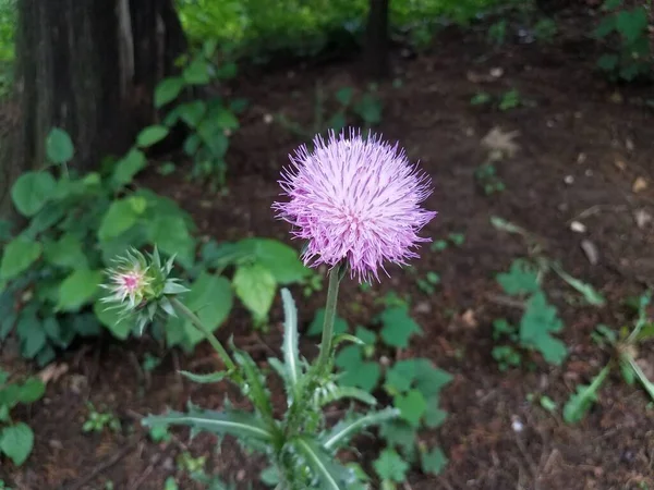 Eine Pflanze Oder Unkraut Mit Grünen Blättern Und Rosa Blüten — Stockfoto