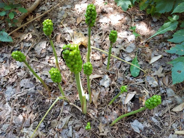 緑色のワックス植物で多くの芽が成長し — ストック写真