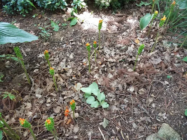森の床にオレンジのトップスを着たワックスグリーンの芽 — ストック写真