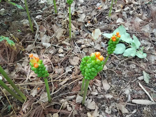 Wachsgrüne Triebe Mit Orangefarbenen Spitzen Auf Dem Waldboden — Stockfoto