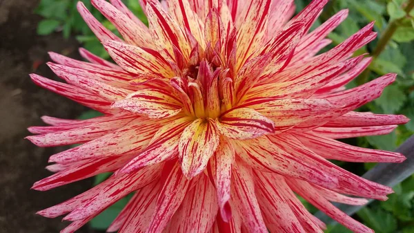 Plante Dahlia Avec Des Fleurs Rouges Blanches Des Feuilles Vertes — Photo