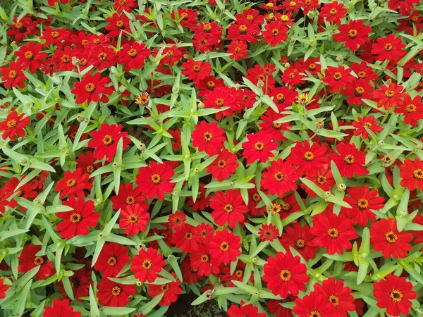 Planta Con Pétalos Flores Rojas Hojas Verdes — Foto de Stock