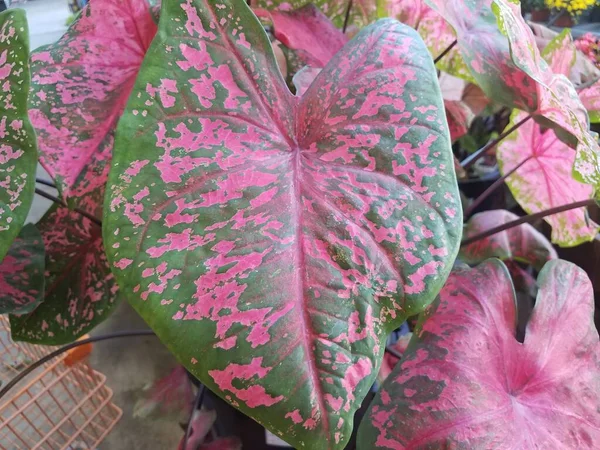 Растение Большими Зелеными Розовыми Листьями — стоковое фото