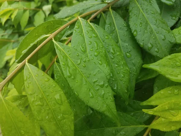 緑の葉に水滴が近い植物は — ストック写真