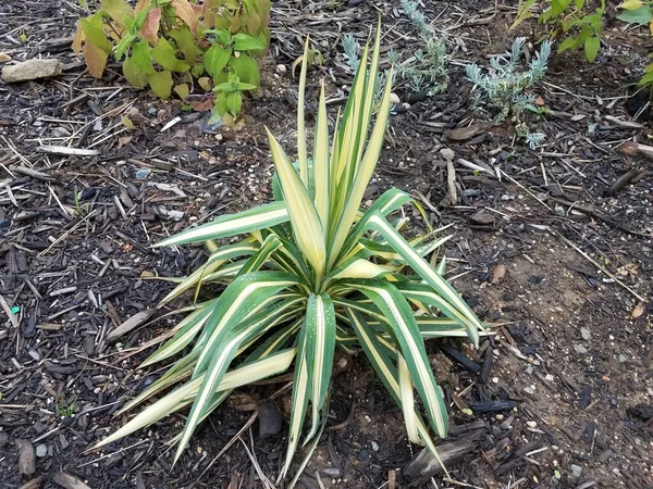 a plant with green and yellow leaves and water drops in brown mulch