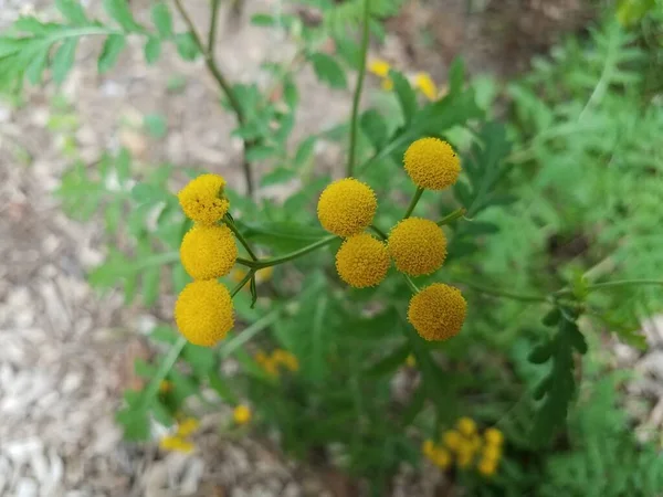 Yeşil Yapraklı Sarı Çiçekli Bir Bitki — Stok fotoğraf