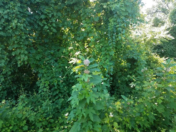 Una Planta Con Hojas Verdes Una Flor Blanca — Foto de Stock