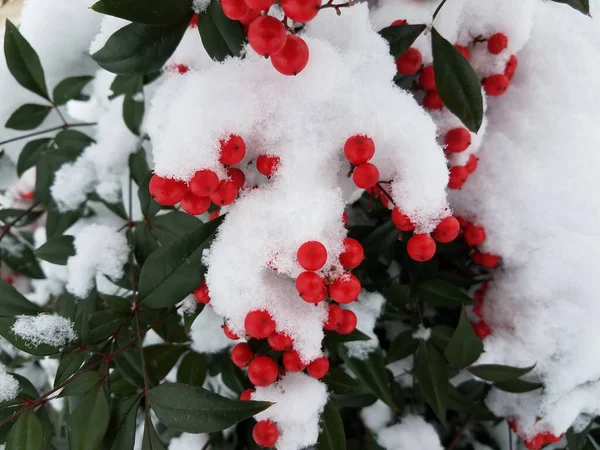 Белый Снег Лед Растении Зелеными Листьями Красными Ягодами Зимой — стоковое фото