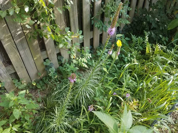 一种有绿叶和紫色花的植物 — 图库照片