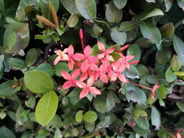 Rostlina Zelenými Listy Růžovými Květy Kvetoucími Portoriku — Stock fotografie