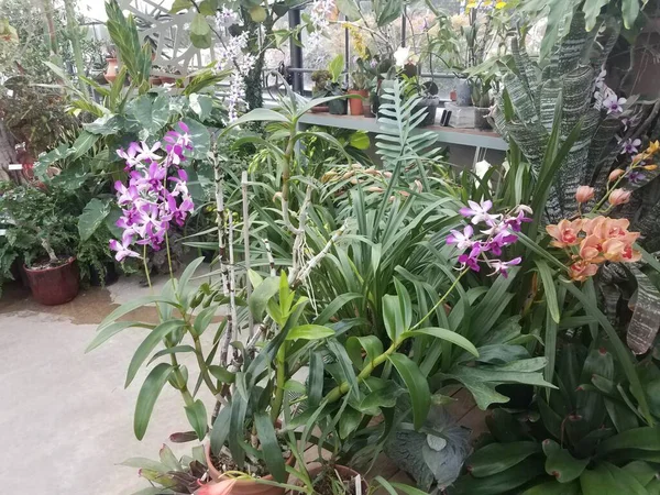 Planta Con Hojas Verdes Pétalos Flores Moradas Invernadero —  Fotos de Stock