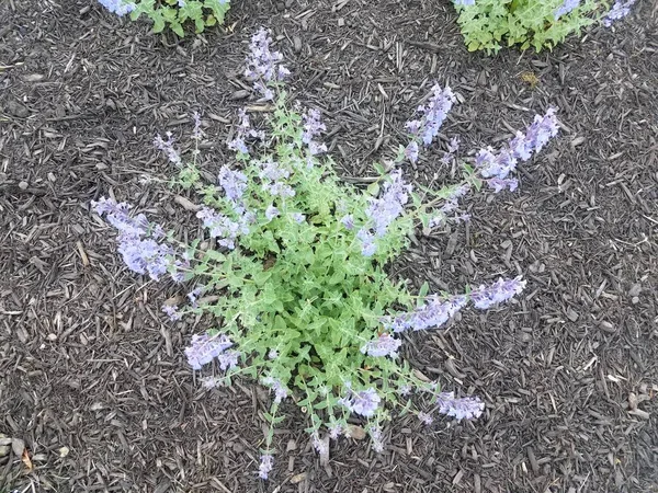 Зеленое Растение Фиолетовыми Цветами Грязи Мульчи — стоковое фото