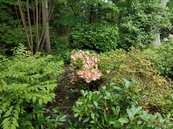 Una Pianta Con Foglie Verdi Fiori Rosa — Foto Stock