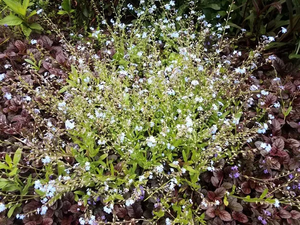 Plant Met Groene Bladeren Blauwe Bloemblaadjes — Stockfoto