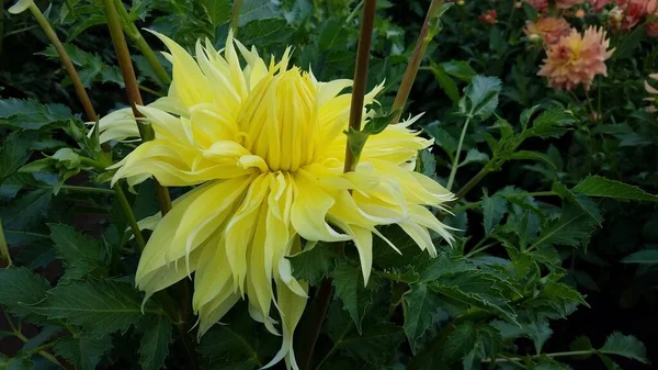 Plante Aux Pétales Fleurs Jaunes Aux Feuilles Vertes — Photo