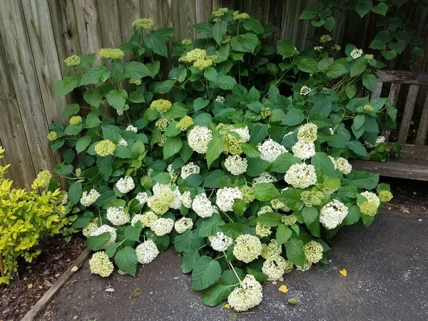 Green Hydrangea White Flowers Wood Bench — Stock Photo, Image