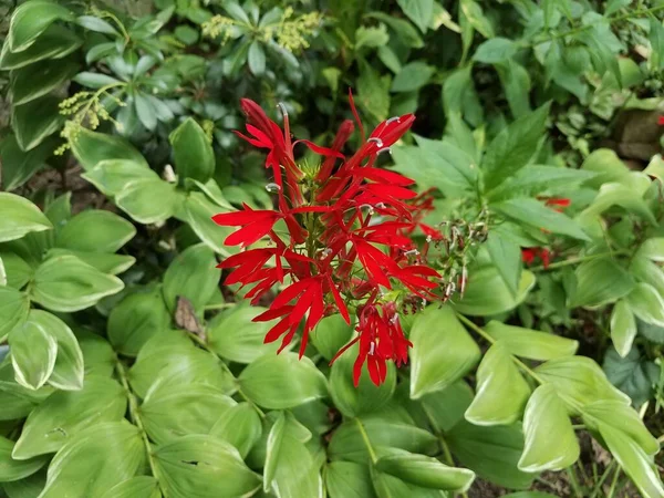 Vörös Virágú Zöld Levelű Növény — Stock Fotó