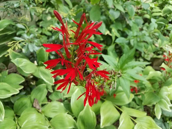 Vörös Virágú Zöld Levelű Növény — Stock Fotó