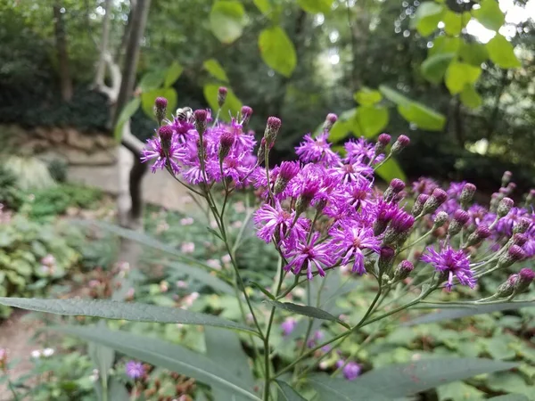 Una Planta Con Flores Púrpuras Hojas Verdes — Foto de Stock