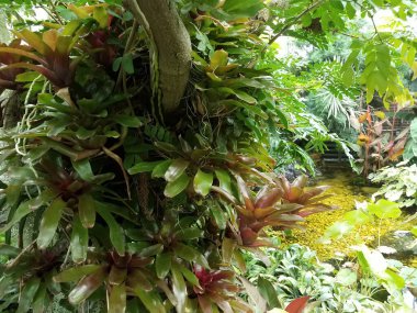 Yeşil, kırmızı yapraklı ve sulu bir bitki.