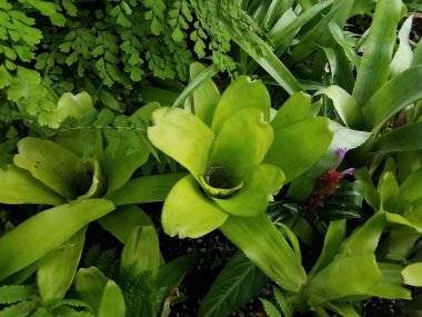 Yeşil yapraklı ve sulu bir bitki.