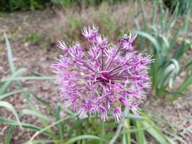 Mor çiçekli bitki ve yeşil yapraklar