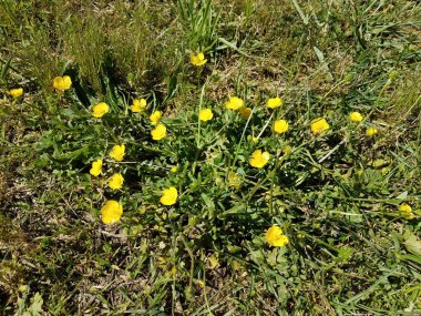 küçük sarı çiçekli yeşil bitki