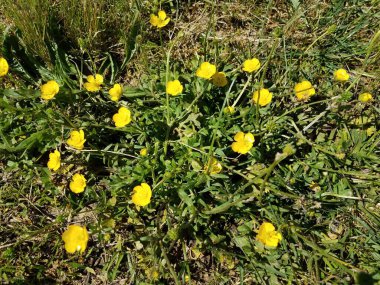 küçük sarı çiçekli yeşil bitki