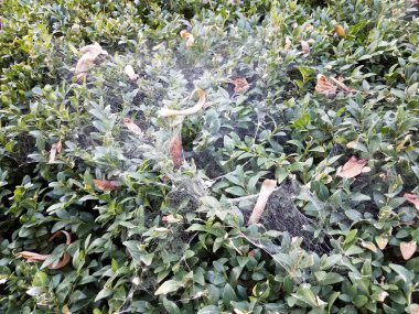 Yeşil yapraklı çalılar ve büyük bir örümcek ağı