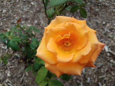 yeşil yapraklı pembe bir çiçek