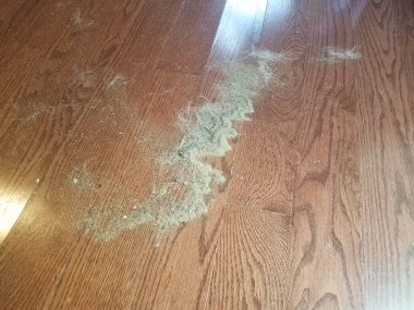 Kahverengi ahşap zeminde toz, çamur ve hayvan tüyü yığını.