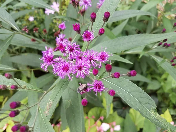 Uma Planta Com Flores Roxas Folhas Verdes — Fotografia de Stock